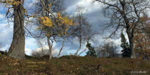Naturen varsler urkrefter